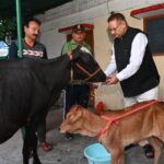 गोवर्धन पूजा के अवसर पर गौमाता को,  गुड और चना खिलाते, कृषि मंत्री गणेश जोशी।