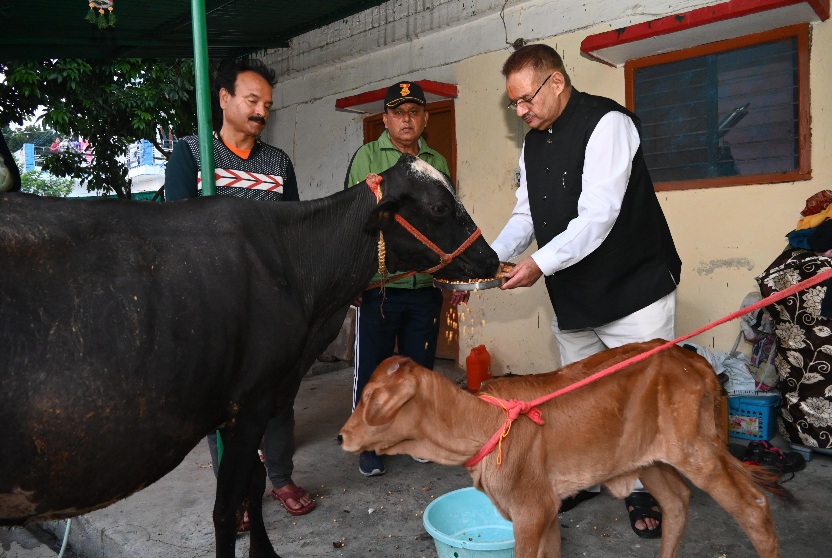 गोवर्धन पूजा के अवसर पर गौमाता को,  गुड और चना खिलाते, कृषि मंत्री गणेश जोशी।