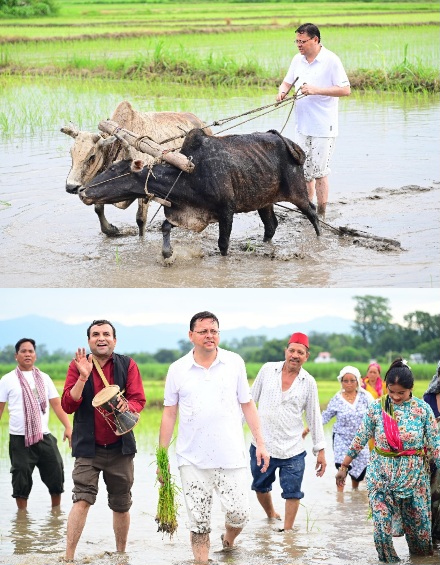 सीएम धामी ने खटीमा में की धान की रोपाई, किसानों के श्रम को किया नमन।