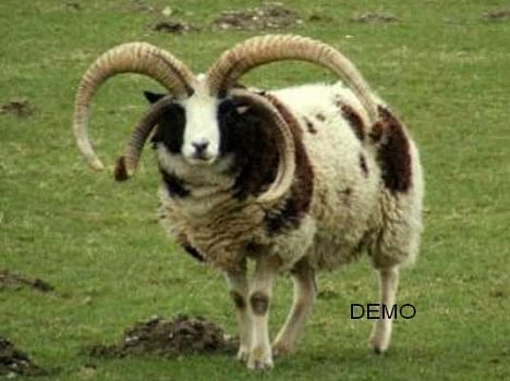 चमोली के कोटी गांव में मिला चार सींग वाला खाडू, बन सकता है 2026 की नंदा राजजात यात्रा का अगुवा।