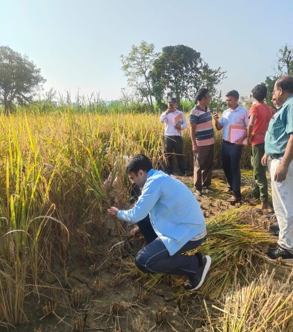 किसान बन डीएम सविन बंसल, सुबह-सुबह पहुंचे धान के खेत, कृषकों संग की फसल कटाई।