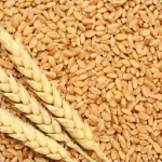 गेहूं खरीद के लक्ष्य में ऐतिहासिक वृद्धि, 05 लाख कुंतल हुआ लक्ष्य, पहले था दस हजार।