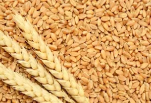 गेहूं खरीद के लक्ष्य में ऐतिहासिक वृद्धि, 05 लाख कुंतल हुआ लक्ष्य, पहले था दस हजार।