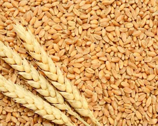 गेहूं खरीद के लक्ष्य में ऐतिहासिक वृद्धि, 05 लाख कुंतल हुआ लक्ष्य, पहले था दस हजार।