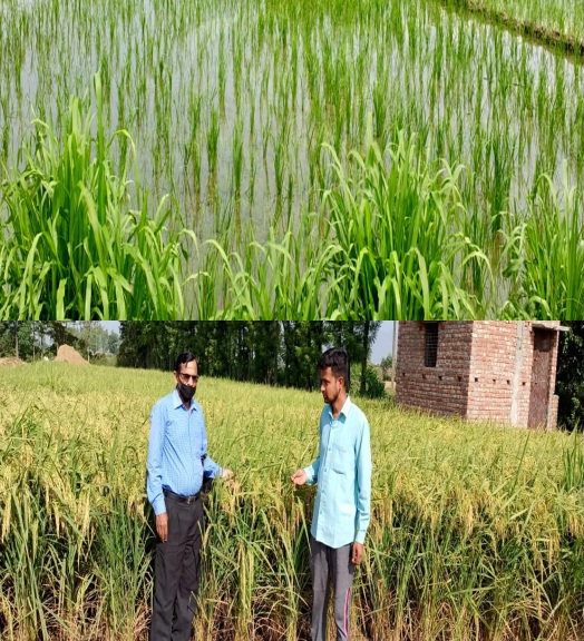हाइब्रिड धान बीजों ने बदली किसानों की तस्वीर, कृषि विभाग की पहल से 70 हेक्टेयर क्षेत्र में शुरू हुई हाइब्रिड धान खेती।