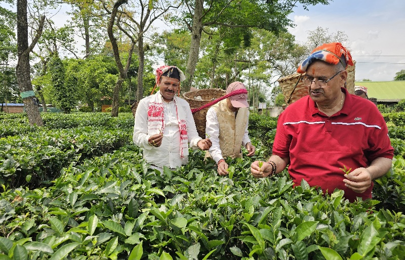 असम के हाथीकुली चाय बागान में, महिला श्रमिकों के साथ चाय की पत्तियां तोड़कर उन्हें पारंपरिक टोकरी में किया एकत्रित, कृषि मंत्री गणेश जोशी।