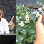 ब्लूबेरी फार्मिंग को बनाया जाएगा सफल मॉडल, किसानों के साथ खड़ा रहेगा प्रशासन, डीएम डॉ. आशीष चौहान।