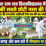 श्री गुरु राम राय विश्वविद्यालय में पहुंची, दुनिया की सबसे छोटी नस्ल की नैनो गाय।