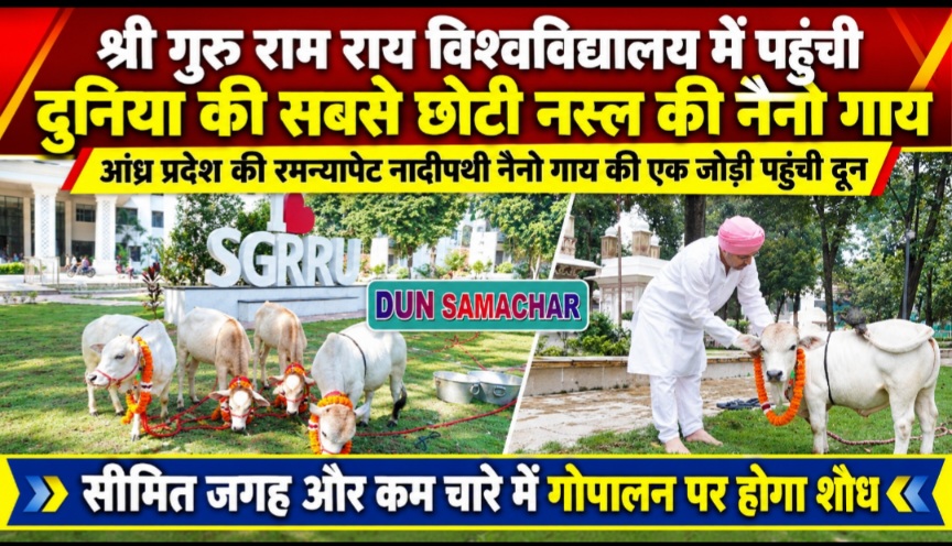 श्री गुरु राम राय विश्वविद्यालय में पहुंची, दुनिया की सबसे छोटी नस्ल की नैनो गाय।