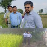 खेतों में लहलहाई दून बासमती की फसल, किसानों की बढ़ीं उम्मीदें।