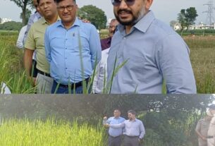 खेतों में लहलहाई दून बासमती की फसल, किसानों की बढ़ीं उम्मीदें।